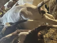 Bulle, Simmental cattle — Foto 5