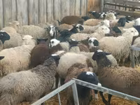Widder, Edilbay sheep — Foto 6