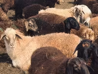 公羊, Katum sheep — 照片 6