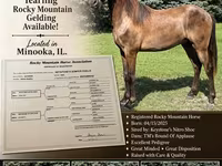 घोड़ा, Rocky Mountain Horse — फ़ोटो 1