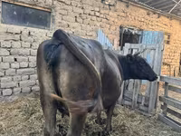 İnek, Swiss cattle — foto 1