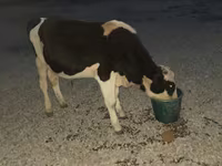 सांड, Swiss cattle — फ़ोटो 2