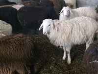 भेड़, Tian-Shan semifinewool sheep — फ़ोटो 1