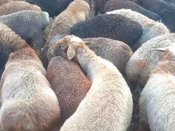 Koç, Edilbay sheep