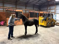 घोड़ा, Rocky Mountain Horse — फ़ोटो 6