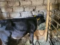 Boğa, Sığır — foto 3