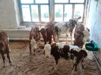Vaca, Raza rojo-moteada — foto 5