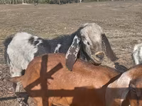 Billy Goat, Nubian Goat — photo 1
