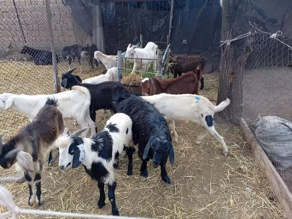 Ziegenbock, Pomellata goat