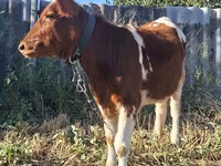 İnek, Sığır — foto 3
