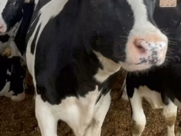 Kuh, Holstein-Rasse