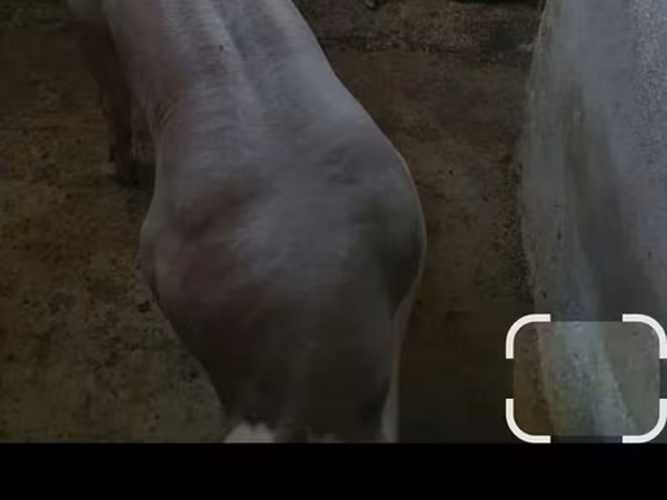 नर सूअर, सूअर