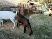 Keçi, Saanen goat — foto 5