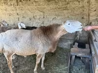 Koç, Hissar sheep — foto 2