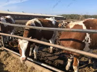 Vaca, Raza rojo-moteada — foto 1