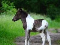घोड़ा, American shetland pony — फ़ोटो 3