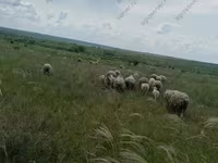 كبش, Merino sheep — الصورة 5