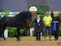 Hengst, Rocky Mountain Horse — Foto 3