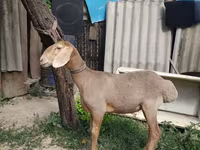 Ram, Edilbay sheep — photo 1