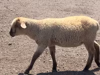 Koç, Hampshire sheep — foto 7