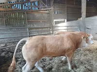 Boğa, Blonde d’Aquitane cattle — foto 2