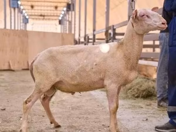 Koç, East Friesian Dairy sheep