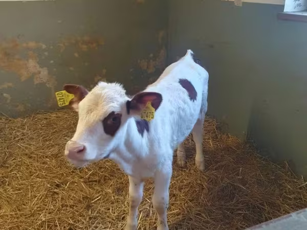Kuh, Simmental cattle