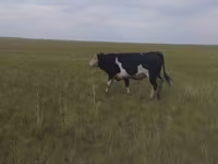 सांड, Russian Black pied cattle — फ़ोटो 3