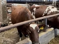 母牛, Simmental cattle — 照片 2