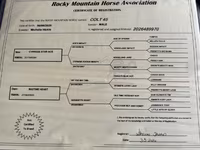Hengst, Rocky Mountain Horse — Foto 5