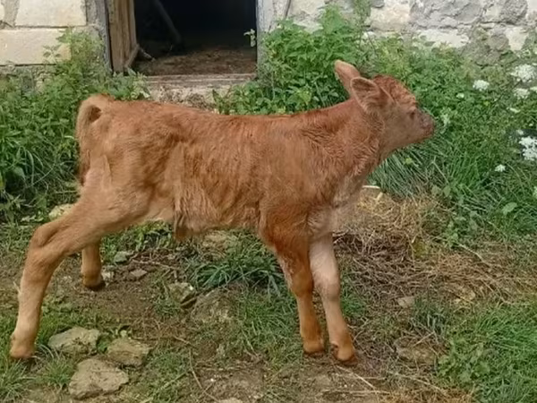 Boğa, Sığır — Gürcistan