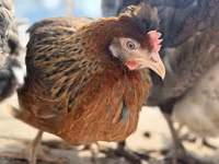 Chickens — Foto 2