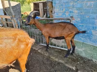 Keçi, Alpine goat — foto 2