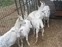 عنزة, Saanen goat — الصورة 1