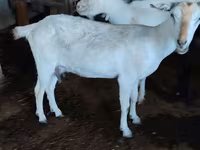 Keçi, Saanen goat — foto 2