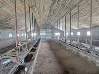 İnek, Bucaklı kırmızı benekli Ukrayna ineklerinin Bukovina fabrika tipi — foto 7