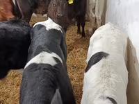 公牛, Cattle — 照片 8