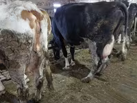 Cow, Cattle — photo 3