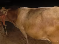Kuh, Ukrainian Brown Dairy Cattle — Foto 3