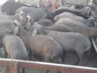 كبش, Arabi sheep — الصورة 1