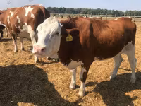 Cow, Holstein breed — photo 1