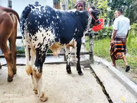 सांड, मवेशी — फ़ोटो 3