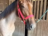 Mare, Rocky Mountain Horse — photo 3