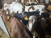 Bulle, Simmental cattle — Foto 3
