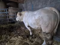 Bull, Charolais cattle — photo 2