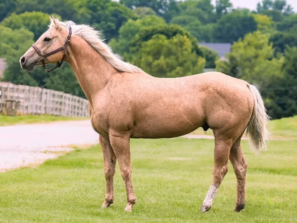 घोड़ा, Quarter Horse