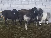 भेड़, Tian-Shan semifinewool sheep — फ़ोटो 6
