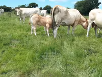 Bulle, Blonde d’Aquitane cattle — Foto 4