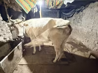 بقرة, Ukrainian Brown Dairy Cattle — الصورة 2