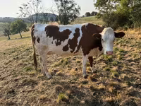 İnek, Montbeliarde — foto 1
